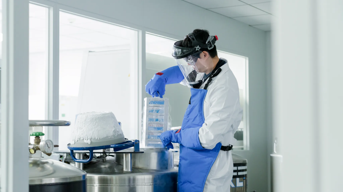 A development team employee checking the cell incubator.