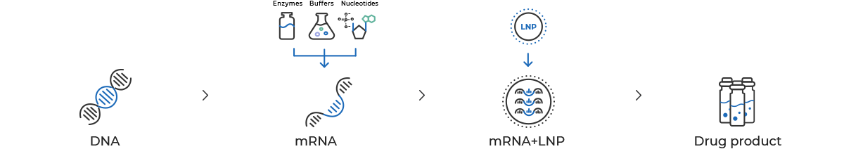 How mRNA vaccines are made image